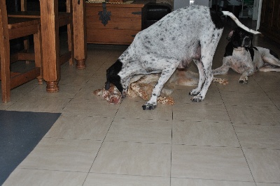 De Mayazi - pointer ou setter ???