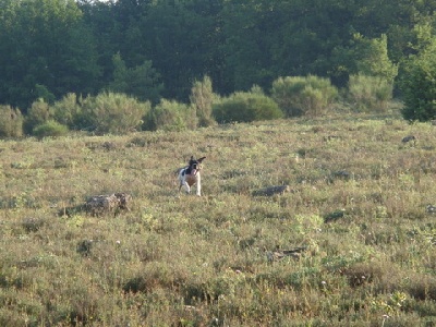 De Mayazi - action de chasse