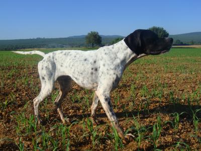 De Mayazi - action de chasse 2011/2012