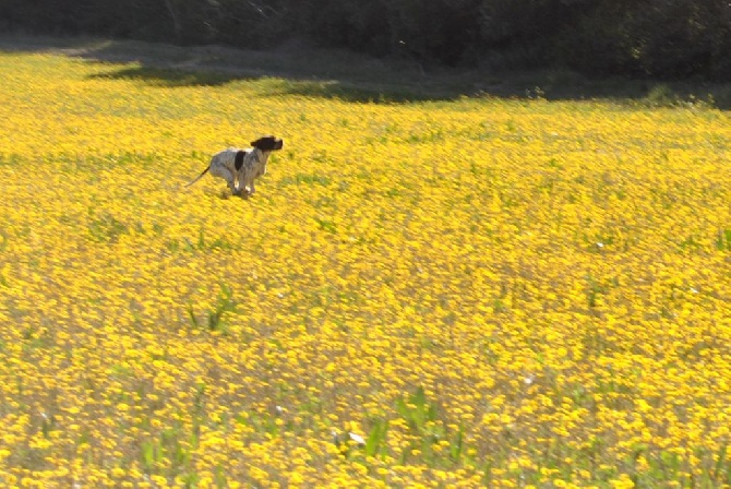 De Mayazi - LALOU et les fleurs....