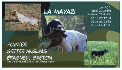 De Mayazi - chiot de DYNA