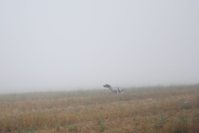 De Mayazi - pointer dans la brume.....