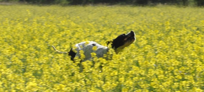 De Mayazi - tete en l'air....