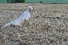  - après la pluie.......