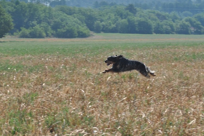 De Mayazi - setter volant...........