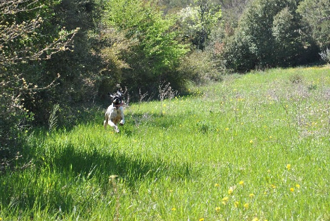 De Mayazi - le printemps.......