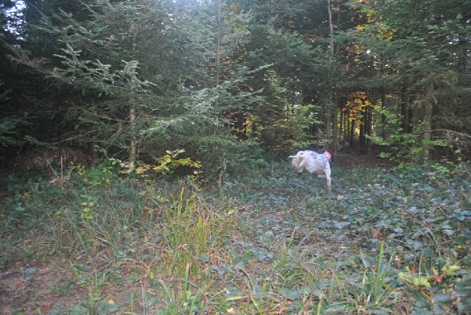 De Mayazi - sous les sapins....