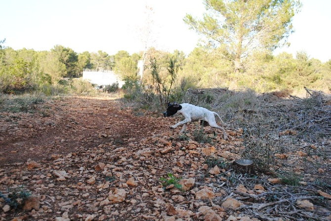 De Mayazi - chienne en vente: