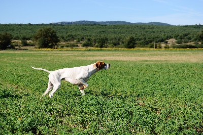 De Mayazi - LA CHASSE !!!!!!!