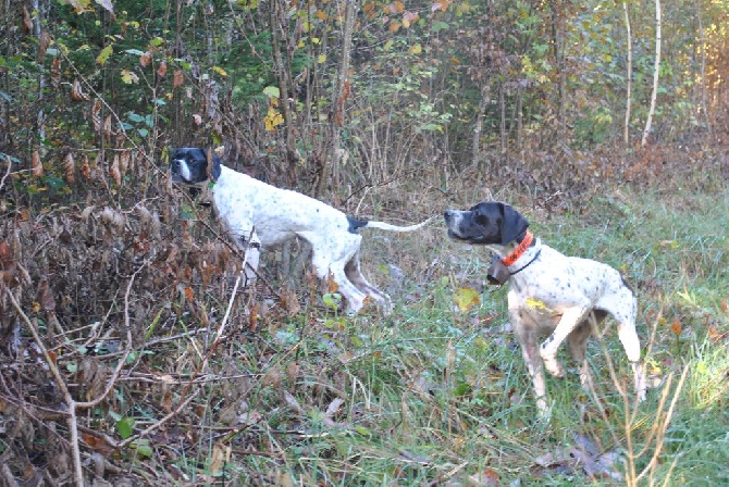 De Mayazi - 1ère bécasse dans le haut jura